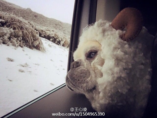 微博配图